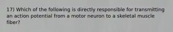 17) Which of the following is directly responsible for transmitting an action potential from a motor neuron to a skeletal muscle fiber?