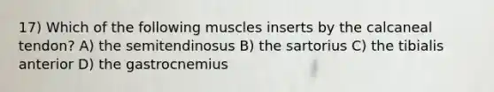 17) Which of the following muscles inserts by the calcaneal tendon? A) the semitendinosus B) the sartorius C) the tibialis anterior D) the gastrocnemius