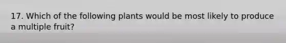 17. Which of the following plants would be most likely to produce a multiple fruit?