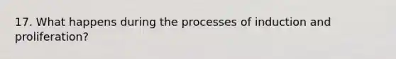 17. What happens during the processes of induction and proliferation?