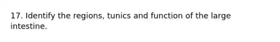 17. Identify the regions, tunics and function of the large intestine.