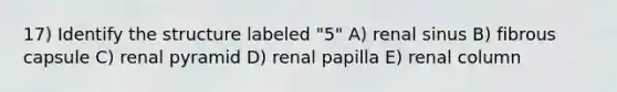 17) Identify the structure labeled "5" A) renal sinus B) fibrous capsule C) renal pyramid D) renal papilla E) renal column