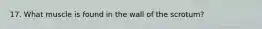 17. What muscle is found in the wall of the scrotum?