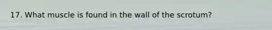 17. What muscle is found in the wall of the scrotum?