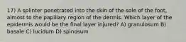 17) A splinter penetrated into the skin of the sole of the foot, almost to the papillary region of the dermis. Which layer of the epidermis would be the final layer injured? A) granulosum B) basale C) lucidum D) spinosum