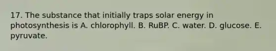 17. The substance that initially traps solar energy in photosynthesis is A. chlorophyll. B. RuBP. C. water. D. glucose. E. pyruvate.