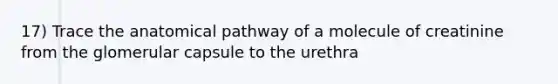 17) Trace the anatomical pathway of a molecule of creatinine from the glomerular capsule to the urethra