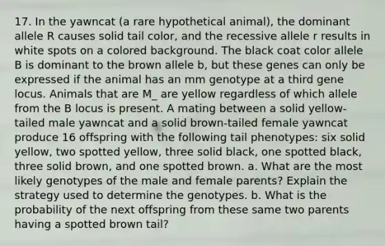 17. In the yawncat (a rare hypothetical animal), the dominant allele R causes solid tail color, and the recessive allele r results in white spots on a colored background. The black coat color allele B is dominant to the brown allele b, but these genes can only be expressed if the animal has an mm genotype at a third gene locus. Animals that are M_ are yellow regardless of which allele from the B locus is present. A mating between a solid yellow-tailed male yawncat and a solid brown-tailed female yawncat produce 16 offspring with the following tail phenotypes: six solid yellow, two spotted yellow, three solid black, one spotted black, three solid brown, and one spotted brown. a. What are the most likely genotypes of the male and female parents? Explain the strategy used to determine the genotypes. b. What is the probability of the next offspring from these same two parents having a spotted brown tail?