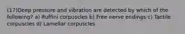 (17)Deep pressure and vibration are detected by which of the following? a) Ruffini corpuscles b) Free nerve endings c) Tactile corpuscles d) Lamellar corpuscles