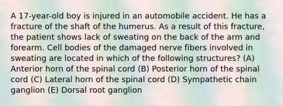 A 17-year-old boy is injured in an automobile accident. He has a fracture of the shaft of the humerus. As a result of this fracture, the patient shows lack of sweating on the back of the arm and forearm. Cell bodies of the damaged nerve fibers involved in sweating are located in which of the following structures? (A) Anterior horn of the spinal cord (B) Posterior horn of the spinal cord (C) Lateral horn of the spinal cord (D) Sympathetic chain ganglion (E) Dorsal root ganglion