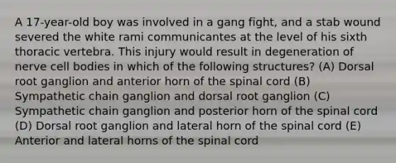 A 17-year-old boy was involved in a gang fight, and a stab wound severed the white rami communicantes at the level of his sixth thoracic vertebra. This injury would result in degeneration of nerve cell bodies in which of the following structures? (A) Dorsal root ganglion and anterior horn of the spinal cord (B) Sympathetic chain ganglion and dorsal root ganglion (C) Sympathetic chain ganglion and posterior horn of the spinal cord (D) Dorsal root ganglion and lateral horn of the spinal cord (E) Anterior and lateral horns of the spinal cord