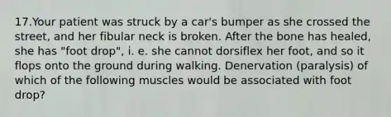 17.Your patient was struck by a car's bumper as she crossed the street, and her fibular neck is broken. After the bone has healed, she has "foot drop", i. e. she cannot dorsiflex her foot, and so it flops onto the ground during walking. Denervation (paralysis) of which of the following muscles would be associated with foot drop?