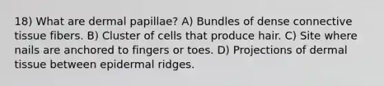 18) What are dermal papillae? A) Bundles of dense connective tissue fibers. B) Cluster of cells that produce hair. C) Site where nails are anchored to fingers or toes. D) Projections of dermal tissue between epidermal ridges.