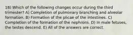 18) Which of the following changes occur during the third trimester? A) Completion of pulmonary branching and alveolar formation. B) Formation of the plicae of the intestines. C) Completion of the formation of the nephrons. D) In male fetuses, the testes descend. E) All of the answers are correct.