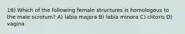 18) Which of the following female structures is homologous to the male scrotum? A) labia majora B) labia minora C) clitoris D) vagina