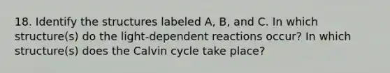 18. Identify the structures labeled A, B, and C. In which structure(s) do the light-dependent reactions occur? In which structure(s) does the Calvin cycle take place?