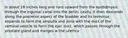 Is about 18 inches long and runs upward from the epididmysis through the inguinal canal into the pelvic cavity. It then descends along the posterior aspect of the bladder and its terminus expands to form the ampulla and joins with the duct of the seminal vesicle to form the ejac duct, which passes through the prostate gland and merges w the urethra