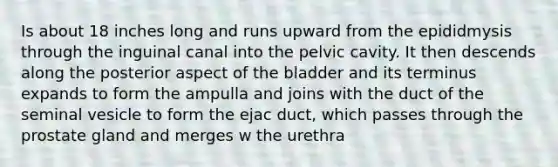 Is about 18 inches long and runs upward from the epididmysis through the inguinal canal into the pelvic cavity. It then descends along the posterior aspect of the bladder and its terminus expands to form the ampulla and joins with the duct of the seminal vesicle to form the ejac duct, which passes through the prostate gland and merges w the urethra