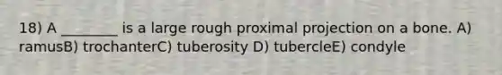 18) A ________ is a large rough proximal projection on a bone. A) ramusB) trochanterC) tuberosity D) tubercleE) condyle