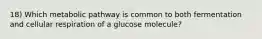 18) Which metabolic pathway is common to both fermentation and cellular respiration of a glucose molecule?