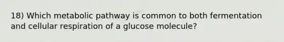 18) Which metabolic pathway is common to both fermentation and cellular respiration of a glucose molecule?