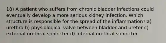 18) A patient who suffers from chronic bladder infections could eventually develop a more serious kidney infection. Which structure is responsible for the spread of the inflammation? a) urethra b) physiological valve between bladder and ureter c) external urethral sphincter d) internal urethral sphincter