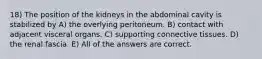 18) The position of the kidneys in the abdominal cavity is stabilized by A) the overlying peritoneum. B) contact with adjacent visceral organs. C) supporting connective tissues. D) the renal fascia. E) All of the answers are correct.