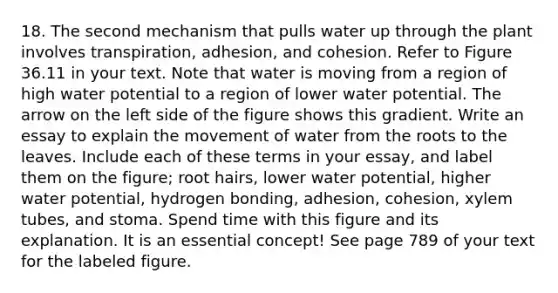 18. The second mechanism that pulls water up through the plant involves transpiration, adhesion, and cohesion. Refer to Figure 36.11 in your text. Note that water is moving from a region of high water potential to a region of lower water potential. The arrow on the left side of the figure shows this gradient. Write an essay to explain the movement of water from the roots to the leaves. Include each of these terms in your essay, and label them on the figure; root hairs, lower water potential, higher water potential, hydrogen bonding, adhesion, cohesion, xylem tubes, and stoma. Spend time with this figure and its explanation. It is an essential concept! See page 789 of your text for the labeled figure.