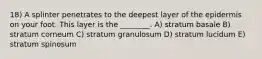 18) A splinter penetrates to the deepest layer of the epidermis on your foot. This layer is the ________. A) stratum basale B) stratum corneum C) stratum granulosum D) stratum lucidum E) stratum spinosum