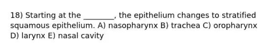 18) Starting at the ________, the epithelium changes to stratified squamous epithelium. A) nasopharynx B) trachea C) oropharynx D) larynx E) nasal cavity