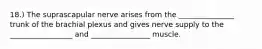 18.) The suprascapular nerve arises from the _______________ trunk of the brachial plexus and gives nerve supply to the _________________ and ________________ muscle.