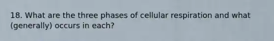 18. What are the three phases of cellular respiration and what (generally) occurs in each?