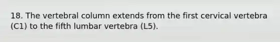 18. The vertebral column extends from the first cervical vertebra (C1) to the fifth lumbar vertebra (L5).