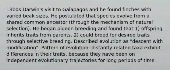 1800s Darwin's visit to Galapagos and he found finches with varied beak sizes. He postulated that species evolve from a shared common ancestor (through the mechanism of natural selection). He began pigeon breeding and found that 1) offspring inherits traits from parents. 2) could breed for desired traits through selective breeding. Described evolution as "descent with modification". Pattern of evolution: distantly related taxa exhibit differences in their traits, because they have been on independent evolutionary trajectories for long periods of time.