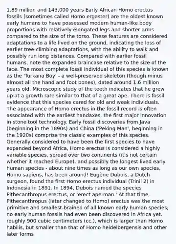 1.89 million and 143,000 years Early African Homo erectus fossils (sometimes called Homo ergaster) are the oldest known early humans to have possessed modern human-like body proportions with relatively elongated legs and shorter arms compared to the size of the torso. These features are considered adaptations to a life lived on the ground, indicating the loss of earlier tree-climbing adaptations, with the ability to walk and possibly run long distances. Compared with earlier fossil humans, note the expanded braincase relative to the size of the face. The most complete fossil individual of this species is known as the 'Turkana Boy' - a well-preserved skeleton (though minus almost all the hand and foot bones), dated around 1.6 million years old. Microscopic study of the teeth indicates that he grew up at a growth rate similar to that of a great ape. There is fossil evidence that this species cared for old and weak individuals. The appearance of Homo erectus in the fossil record is often associated with the earliest handaxes, the first major innovation in stone tool technology. Early fossil discoveries from Java (beginning in the 1890s) and China ('Peking Man', beginning in the 1920s) comprise the classic examples of this species. Generally considered to have been the first species to have expanded beyond Africa, Homo erectus is considered a highly variable species, spread over two continents (it's not certain whether it reached Europe), and possibly the longest lived early human species - about nine times as long as our own species, Homo sapiens, has been around! Eugène Dubois, a Dutch surgeon, found the first Homo erectus individual (Trinil 2) in Indonesia in 1891. In 1894, Dubois named the species Pithecanthropus erectus, or 'erect ape-man.' At that time, Pithecanthropus (later changed to Homo) erectus was the most primitive and smallest-brained of all known early human species; no early human fossils had even been discovered in Africa yet. roughly 900 cubic centimeters (cc.), which is larger than Homo habilis, but smaller than that of Homo heidelbergensis and other later forms