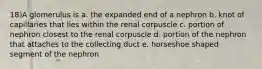 18)A glomerulus is a. the expanded end of a nephron b. knot of capillaries that lies within the renal corpuscle c. portion of nephron closest to the renal corpuscle d. portion of the nephron that attaches to the collecting duct e. horseshoe shaped segment of the nephron