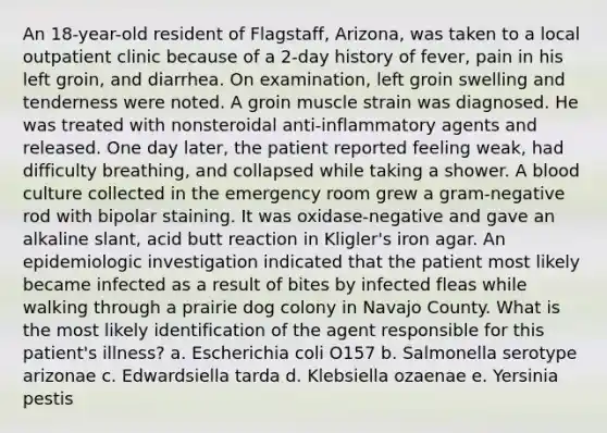 An 18-year-old resident of Flagstaff, Arizona, was taken to a local outpatient clinic because of a 2-day history of fever, pain in his left groin, and diarrhea. On examination, left groin swelling and tenderness were noted. A groin muscle strain was diagnosed. He was treated with nonsteroidal anti-inflammatory agents and released. One day later, the patient reported feeling weak, had difficulty breathing, and collapsed while taking a shower. A blood culture collected in the emergency room grew a gram-negative rod with bipolar staining. It was oxidase-negative and gave an alkaline slant, acid butt reaction in Kligler's iron agar. An epidemiologic investigation indicated that the patient most likely became infected as a result of bites by infected fleas while walking through a prairie dog colony in Navajo County. What is the most likely identification of the agent responsible for this patient's illness? a. Escherichia coli O157 b. Salmonella serotype arizonae c. Edwardsiella tarda d. Klebsiella ozaenae e. Yersinia pestis