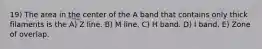 19) The area in the center of the A band that contains only thick filaments is the A) Z line. B) M line. C) H band. D) I band. E) Zone of overlap.