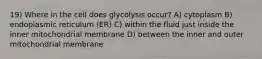 19) Where in the cell does glycolysis occur? A) cytoplasm B) endoplasmic reticulum (ER) C) within the fluid just inside the inner mitochondrial membrane D) between the inner and outer mitochondrial membrane