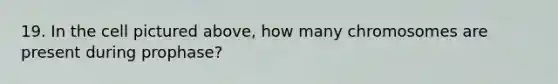 19. In the cell pictured above, how many chromosomes are present during prophase?