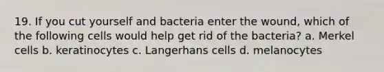 19. If you cut yourself and bacteria enter the wound, which of the following cells would help get rid of the bacteria? a. Merkel cells b. keratinocytes c. Langerhans cells d. melanocytes