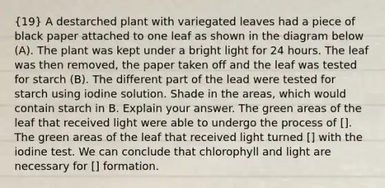 (19) A destarched plant with variegated leaves had a piece of black paper attached to one leaf as shown in the diagram below (A). The plant was kept under a bright light for 24 hours. The leaf was then removed, the paper taken off and the leaf was tested for starch (B). The different part of the lead were tested for starch using iodine solution. Shade in the areas, which would contain starch in B. Explain your answer. The green areas of the leaf that received light were able to undergo the process of []. The green areas of the leaf that received light turned [] with the iodine test. We can conclude that chlorophyll and light are necessary for [] formation.