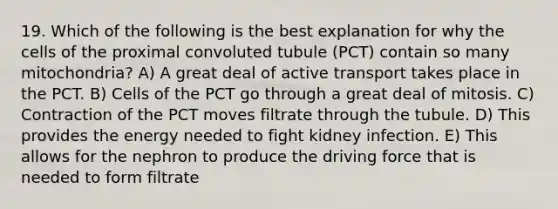 19. Which of the following is the best explanation for why the cells of the proximal convoluted tubule (PCT) contain so many mitochondria? A) A great deal of active transport takes place in the PCT. B) Cells of the PCT go through a great deal of mitosis. C) Contraction of the PCT moves filtrate through the tubule. D) This provides the energy needed to fight kidney infection. E) This allows for the nephron to produce the driving force that is needed to form filtrate