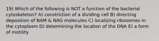 19) Which of the following is NOT a function of the bacterial cytoskeleton? A) constriction of a dividing cell B) directing deposition of NAM & NAG molecules C) localizing ribosomes in the cytoplasm D) determining the location of the DNA E) a form of motility