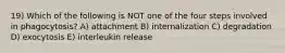 19) Which of the following is NOT one of the four steps involved in phagocytosis? A) attachment B) internalization C) degradation D) exocytosis E) interleukin release
