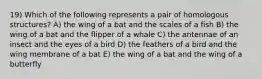 19) Which of the following represents a pair of homologous structures? A) the wing of a bat and the scales of a fish B) the wing of a bat and the flipper of a whale C) the antennae of an insect and the eyes of a bird D) the feathers of a bird and the wing membrane of a bat E) the wing of a bat and the wing of a butterfly