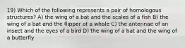 19) Which of the following represents a pair of homologous structures? A) the wing of a bat and the scales of a fish B) the wing of a bat and the flipper of a whale C) the antennae of an insect and the eyes of a bird D) the wing of a bat and the wing of a butterfly