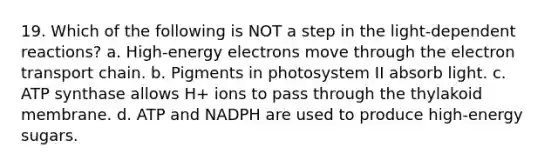 19. Which of the following is NOT a step in the light-dependent reactions? a. High-energy electrons move through the electron transport chain. b. Pigments in photosystem II absorb light. c. ATP synthase allows H+ ions to pass through the thylakoid membrane. d. ATP and NADPH are used to produce high-energy sugars.