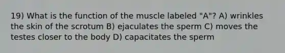 19) What is the function of the muscle labeled "A"? A) wrinkles the skin of the scrotum B) ejaculates the sperm C) moves the testes closer to the body D) capacitates the sperm