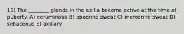 19) The ________ glands in the axilla become active at the time of puberty. A) ceruminous B) apocrine sweat C) merocrine sweat D) sebaceous E) axillary